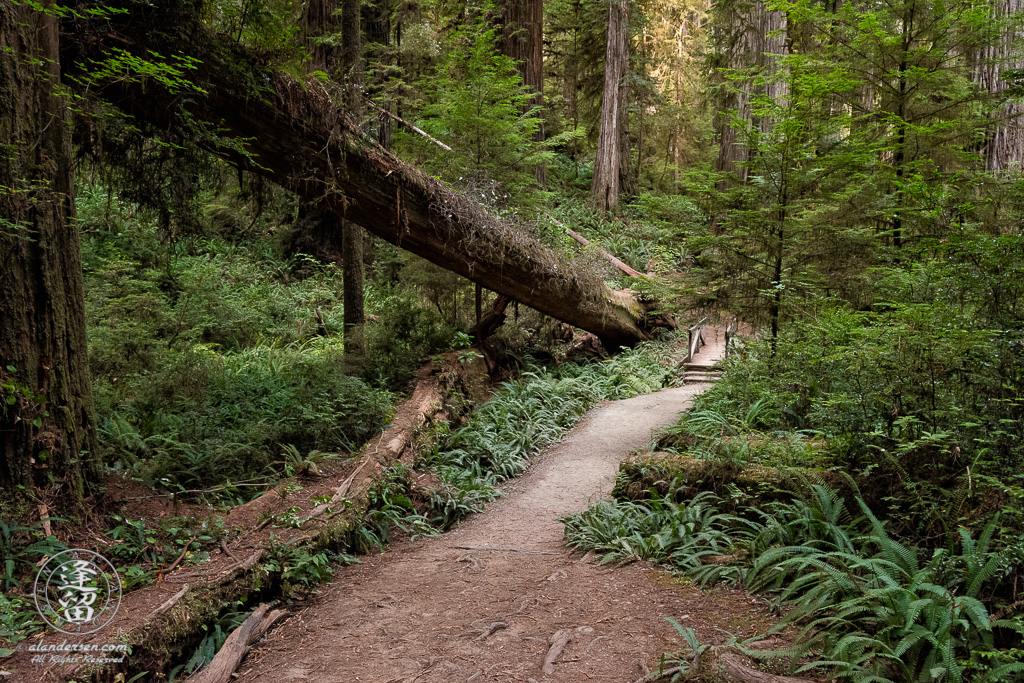 Small wooden bridge on Boy Scout Trail at Jedediah Smith Redwood State Park near Crescent City in Northern California.