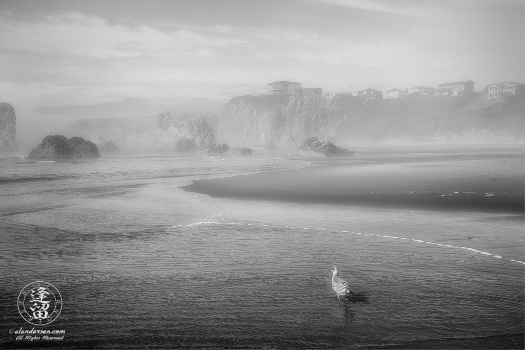 Seagull and cliffside homes peek through mist during foggy afternoon near the Face Rock State Scenic Viewpoint in Bandon, Oregon.