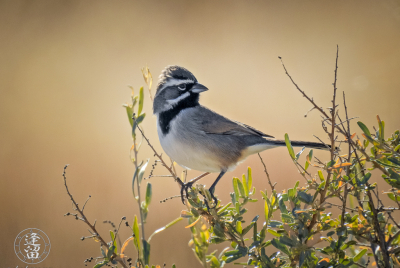 Black-throated Sparrow On Shrub Black-throated Sparrow (Amphispiza bilineata) perched on a shrub in the San Pedro Riparian National Conservation Area outside of Sierra Vista, Arizona.