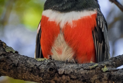 Elegant Trogan Perched In Oak Tree Elegant Trogon (Trogon elegans) perched up in an Oak tree.