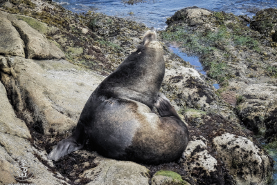 Scratch Break For California Sea Lion California Sea Lion (Zalophus californianus) taking a scratch break on rocks below North Cove Trail at Cape Arago in Oregon.