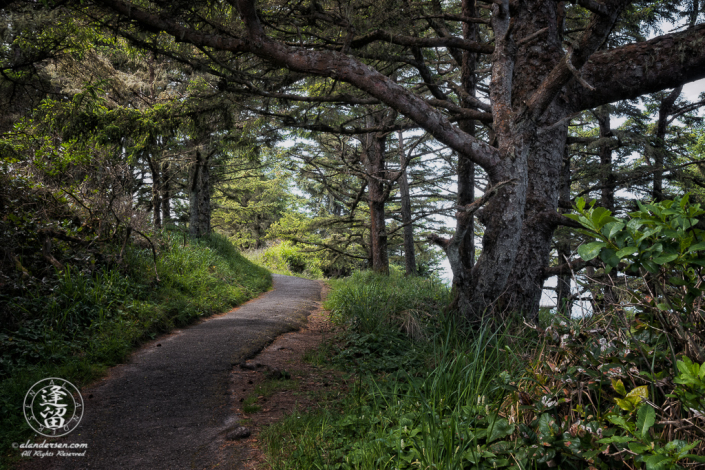 Paved trail winding under the trees on North Cove Trail at Cape Arago State Park in Oregon.
