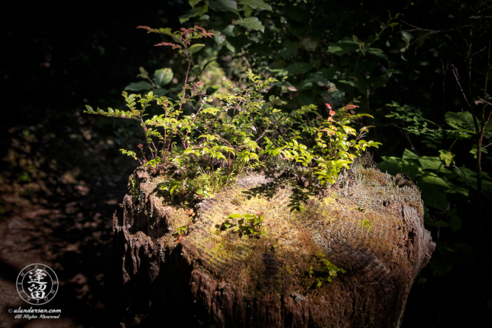 New plants sprouting from old cedar stump at South Slough National Estuarine Research Reserve in Charleston, Oregon.