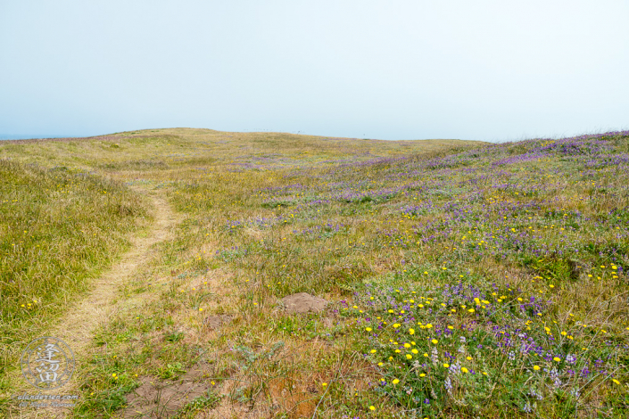 One of dozens of grassy trails that criss-cross the area around Point St Geroge outside of Crescent City in Northern California.