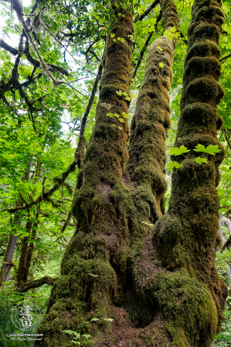 Moss-covered trees along the path to Silver Falls at Golden and Silver Falls State Natural Area near Allegany, Oregon