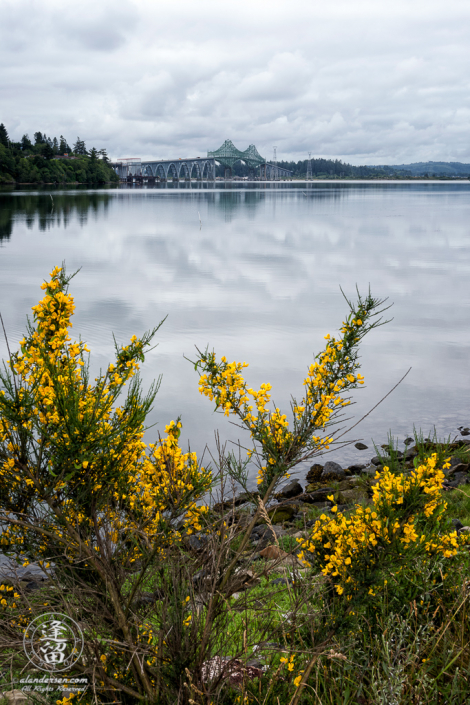 McCullough Memorial Bridge on US101, framed with Scotch Broom flowers, just north of North Bend, Oregon.