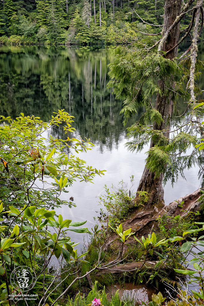 Trees reflected in Lake Marie, a pretty little lake that lies within the confines of Umpqua Lighthouse State Park near Winchester Bay, Oregon.