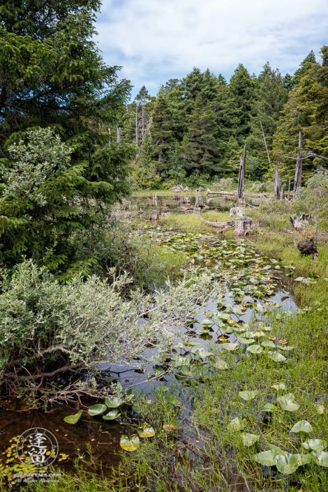 View of a stream feeding marshy area bordering Eastern side of Lower Empire Lake at John Topits Park in North Bend, Oregon.