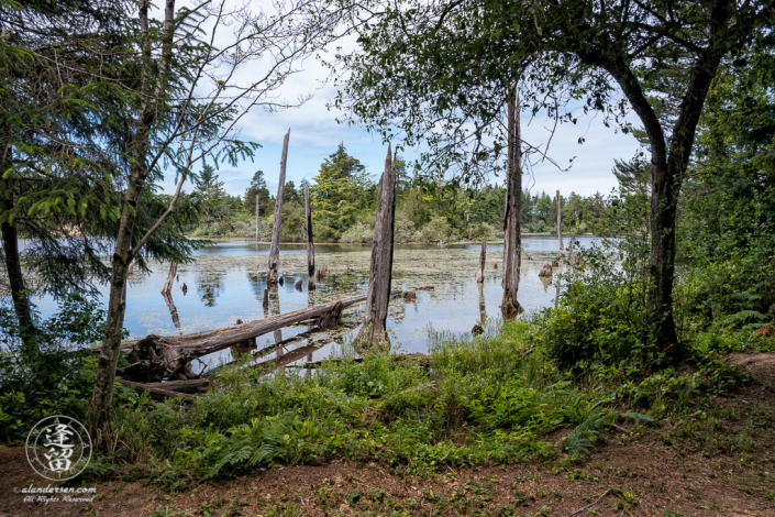 Scenic view of Lower Empire Lake at John Topits Park in North Bend, Oregon.