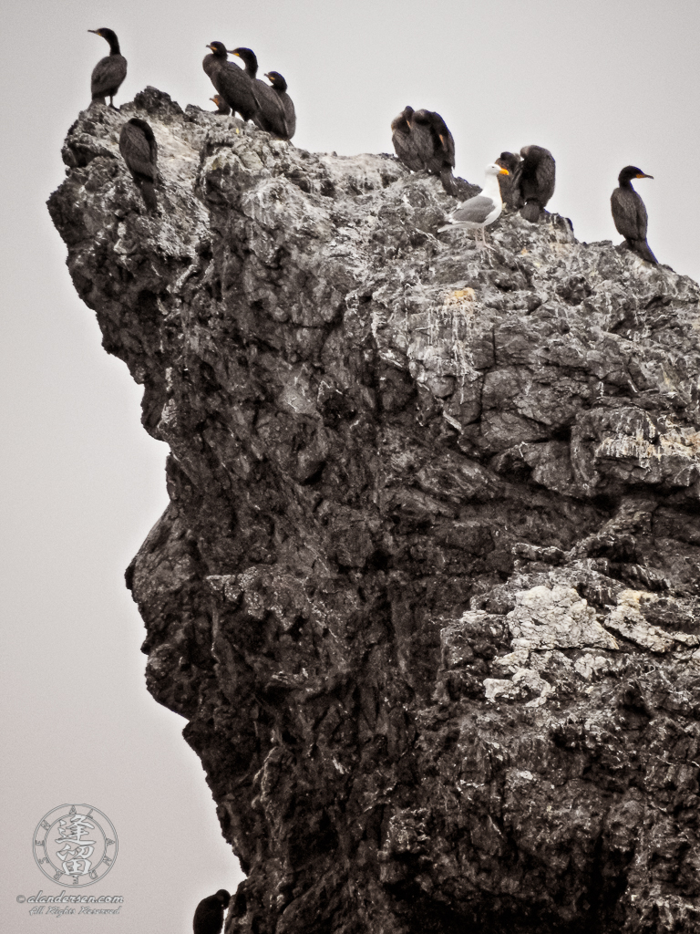 Cormorants and a solitary seagull hanging out atop one of the Seastacks near Coquille point at Bandon in Oregon.