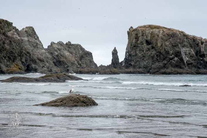 Seagull perched on a rock as the waves break on the shore of the beach at Coquille Point in Bandon, Oregon.