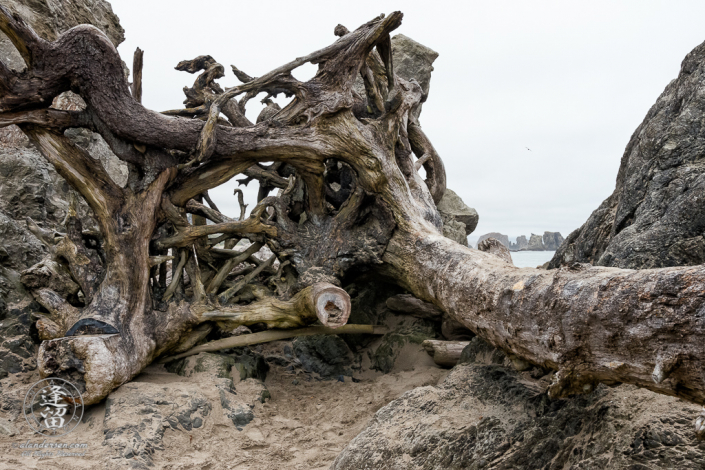 Massive tree trunk impedes foot-traffic between the beaches north and south of Coquille Point at Bandon in Oregon.