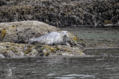 Harbor Seal Pup 1 Skittish Harbor Seal (Phoca vitulina) pup trying to get settled down near Elephant Rock by Coquille Point at Bandon, Oregon.