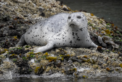 Harbor Seal Pup 2 Skittish Harbor Seal (Phoca vitulina) pup trying to get settled down near Elephant Rock by Coquille Point at Bandon, Oregon.