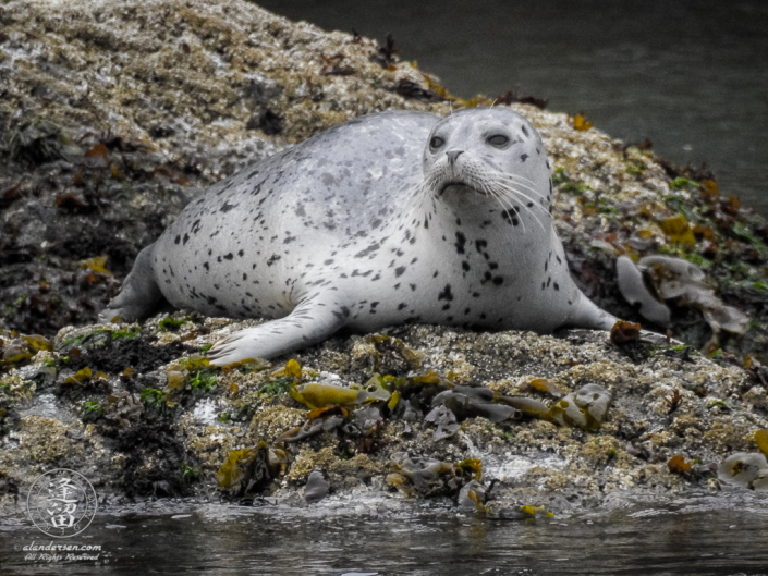 Skittish Harbor Seal (Phoca vitulina) pup trying to get settled down near Elephant Rock by Coquille Point at Bandon, Oregon.
