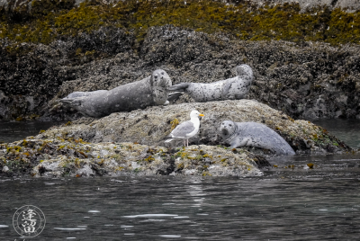 Harbor Seal Family Family of Harbor Seals (Phoca vitulina), including young pup, lazing on a rock with seagull near Elephant Rock by Coquille Point at Bandon, Oregon.