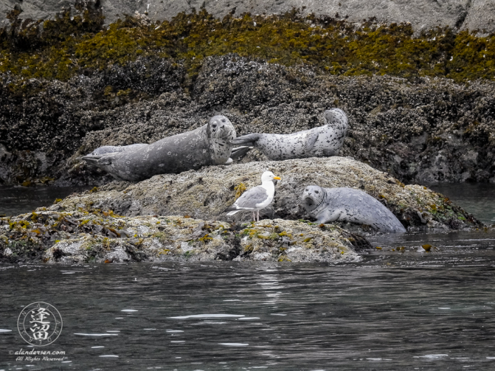 Family of Harbor Seals (Phoca vitulina), including young pup, lazing on a rock with seagull near Elephant Rock by Coquille Point at Bandon, Oregon.