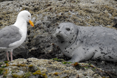 Harbor Seal Pup And Seagull Skittish Harbor Seal (Phoca vitulina) pup trying to get settled down near Elephant Rock by Coquille Point at Bandon, Oregon.