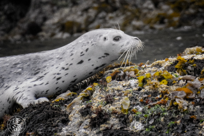 Harbor Seal Pup 3 Skittish Harbor Seal (Phoca vitulina) pup trying to get settled down near Elephant Rock by Coquille Point at Bandon, Oregon.