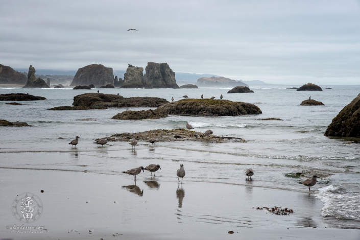 Seagulls flying and patroling the beach near Elephant Rock at Coquille Point in Bandon, Oregon. Bandon's more famous seastacks at Face Rock State Scenic Virepoint are in the background.