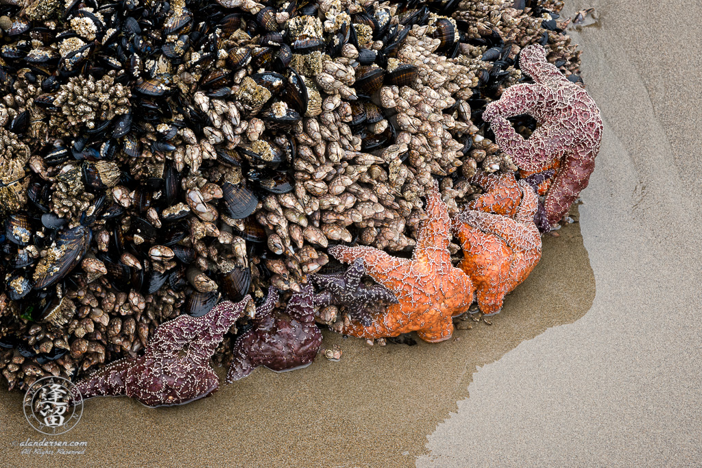 Starfish exposed at the bottom of aseastack amongst mussels and other shellfish during low tide.