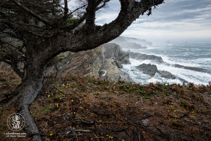 Cliff-side view from beneath a tree of crashing waves during a rain storm at Shore Acres State Park in Oregon.