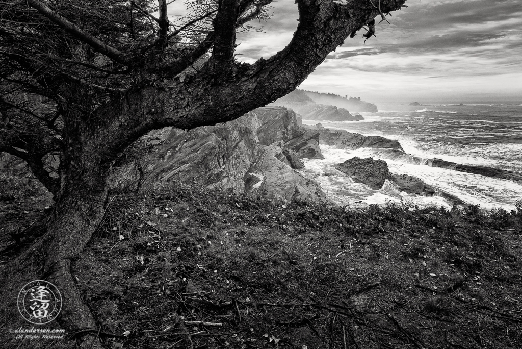 Cliff-side view from beneath a tree of crashing waves during a rain storm at Shore Acres State Park in Oregon.