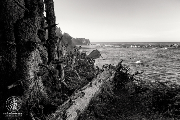 A tree trunk lies on the edge of a cliff near Shore Acres State Park outside of Charleston in Oregon.