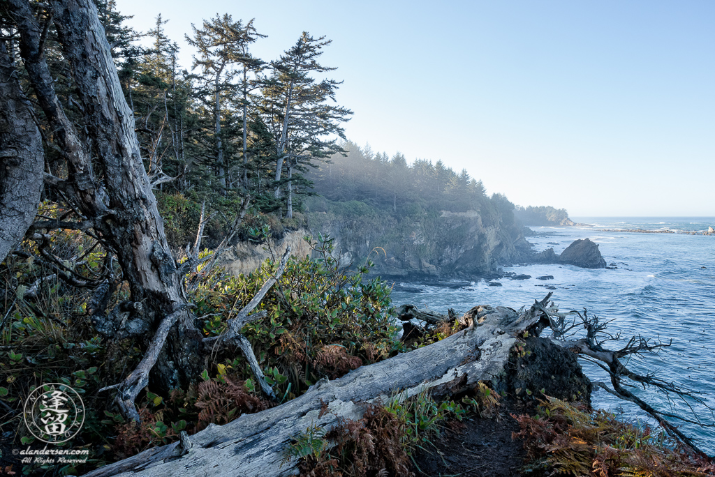 A tree trunk lies on the edge of a cliff near Shore Acres State Park outside of Charleston in Oregon.