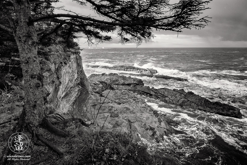 Evergreen perched precariously at cliffs edge above barrier rocks near Shore Acres State Park outside of Charleston in Oregon.