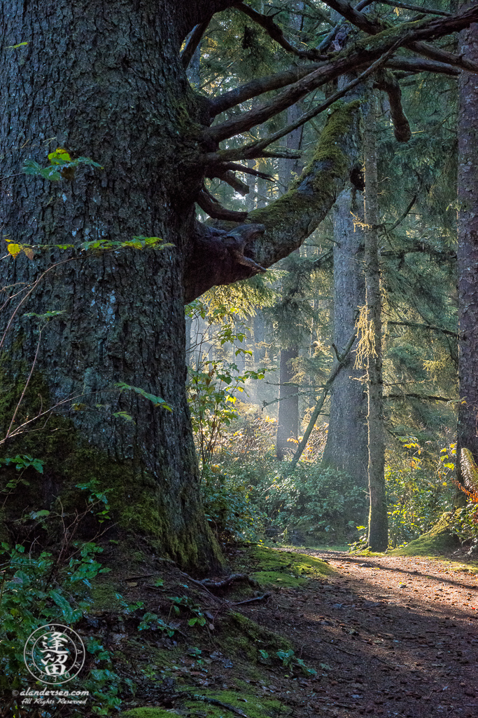 The morning sunlight creeps into the shadows of the thick coastal forest near Shore Acres State Park outside of Charleston in Oregon.