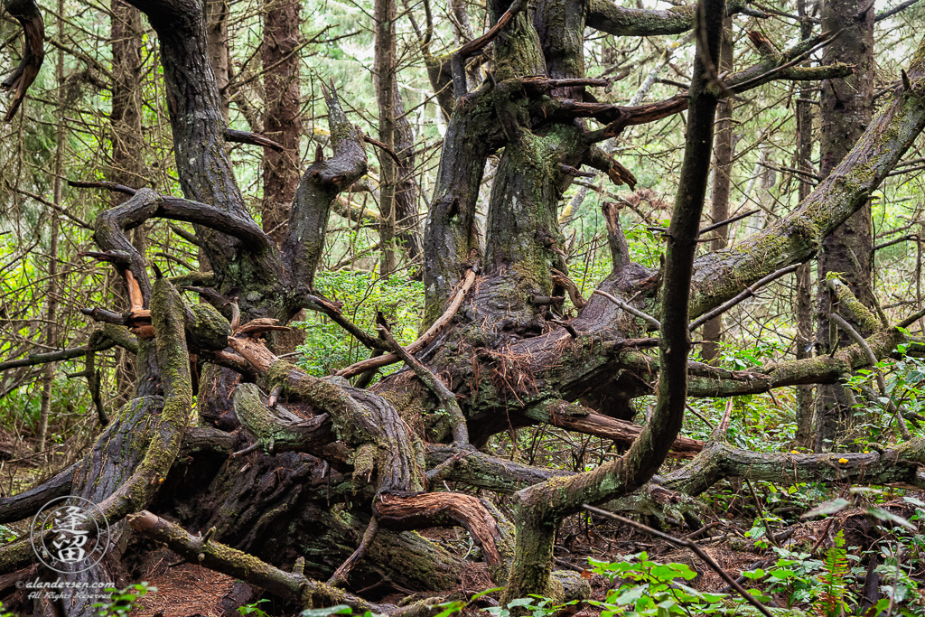 Twisted tree on access trail to the coast at Shore Acres State Park outside of Charleston in Oregon.