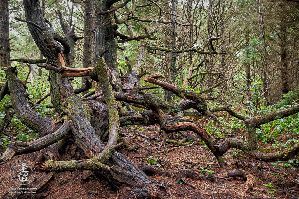 A twisted tree on one of the access trails to the coast at Shore Acres State Park outside of Charleston in Oregon.