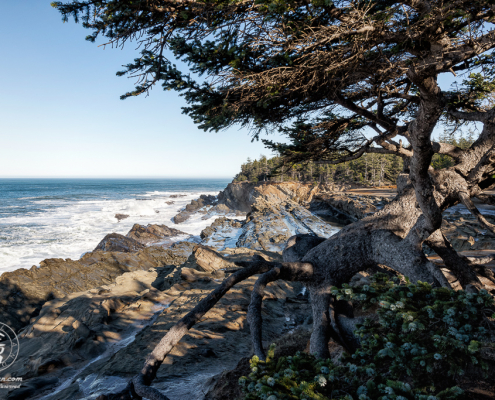 Distinctive tree with exposed roots, perched on a cliff edge near Shore Acres State Park outside of Charleston in Oregon.