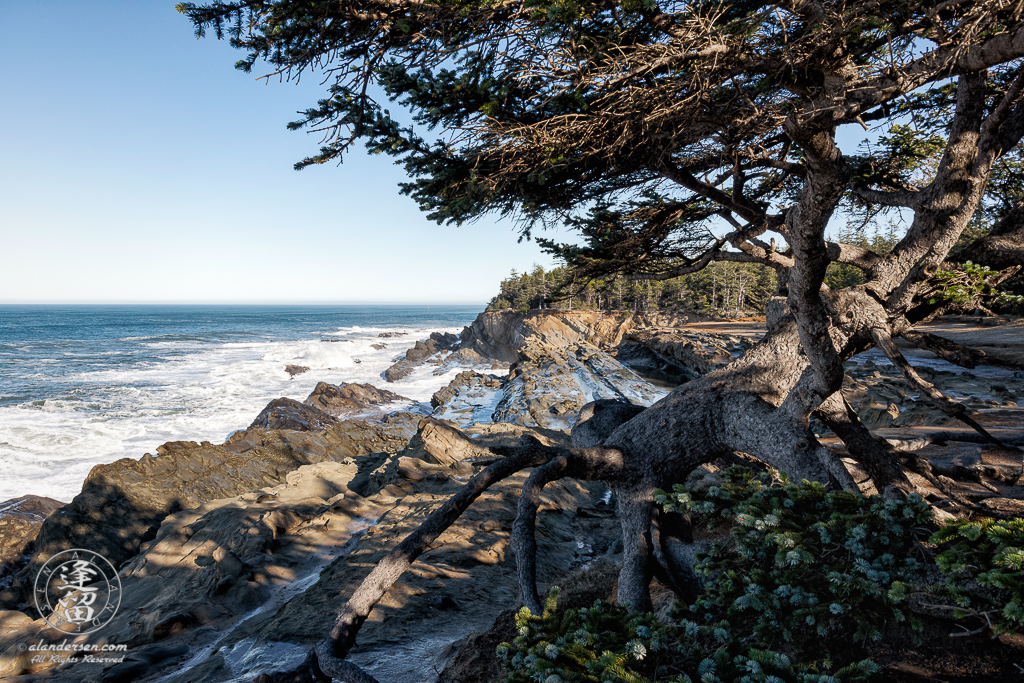 Distinctive tree with exposed roots, perched on a cliff edge near Shore Acres State Park outside of Charleston in Oregon.