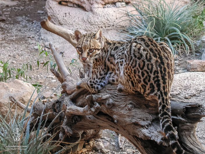 Spotted ocelot (Leopardus pardalis) laying on log gazing at viewer.