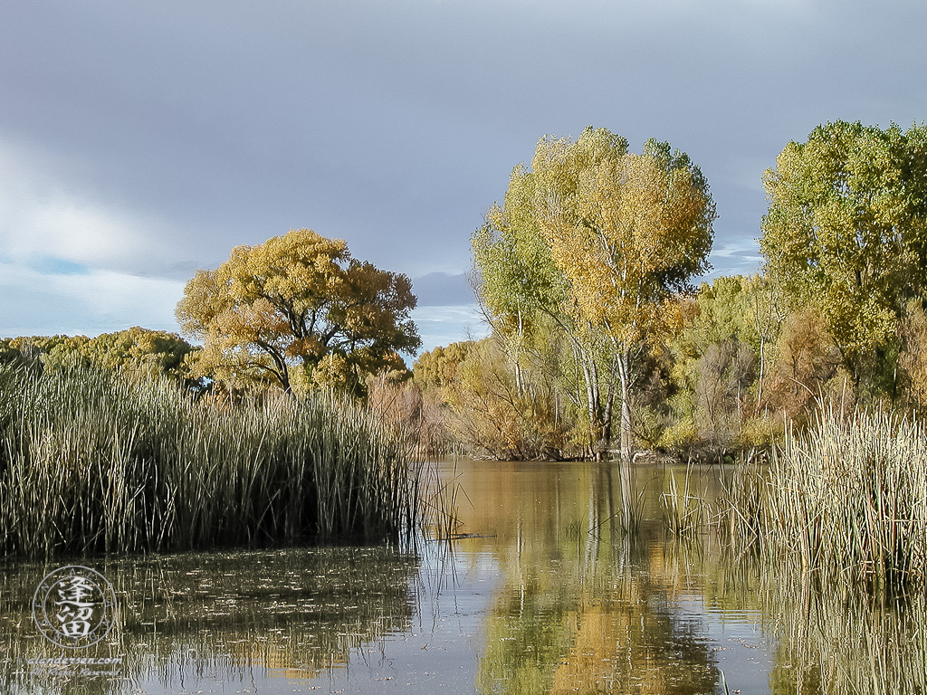 Cottonwood trees changing color by pond.