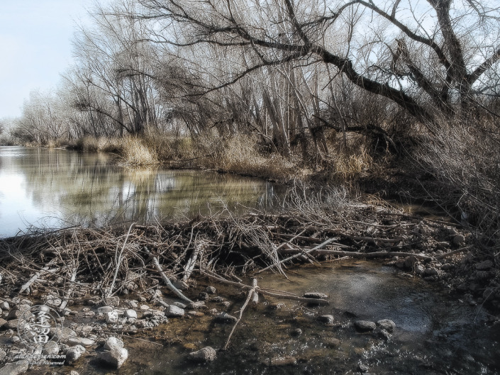 Beaver dam on San Pedro River in Southeastern Arizona.