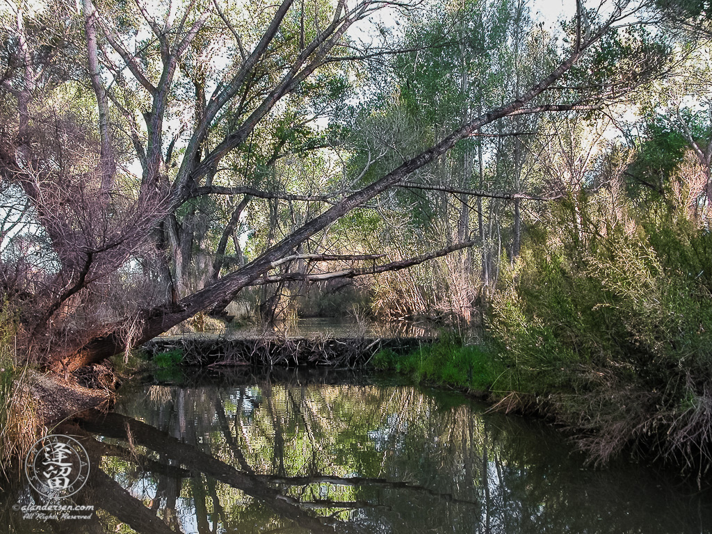 Beaver dam beneath a large Cottonwood tree.