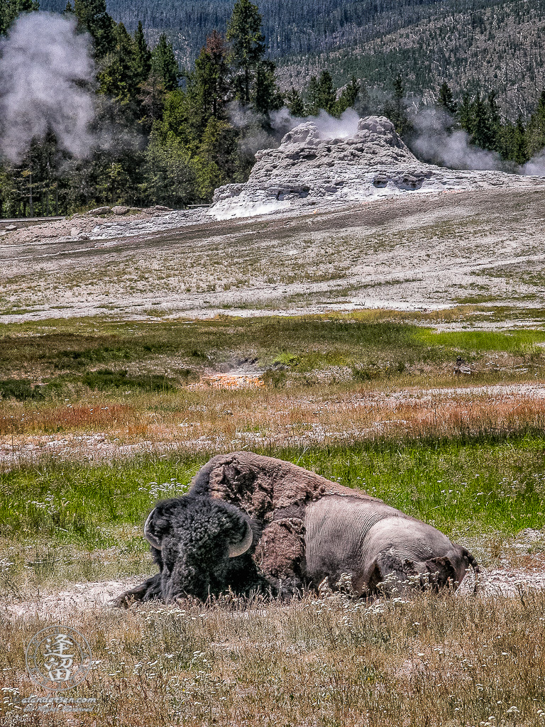American Bison (Bison bison) laying in dirt spot before smoldering Castle Geyser.