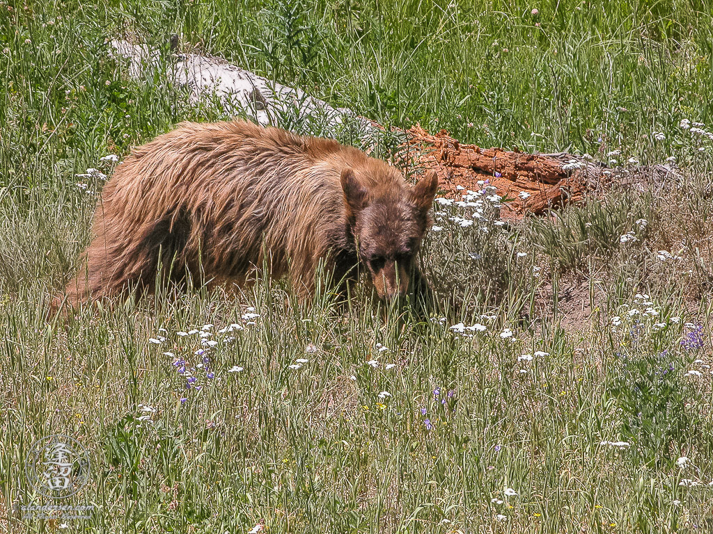 Black Bear (Ursus americanus) rooting for morsels.