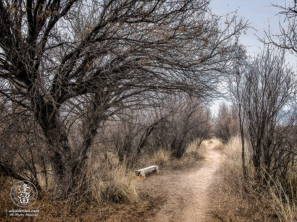 Rough-cut wooden bench beneath shade of mesquite trees.