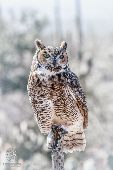 Great Horned Owl (Bubo virginianus) perched on tip of a dead cholla branch.