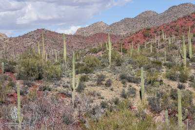 Hills in the Sonoran Desert around the Arizona-Sonora Desert Museum outside of Tucson, Arizona.