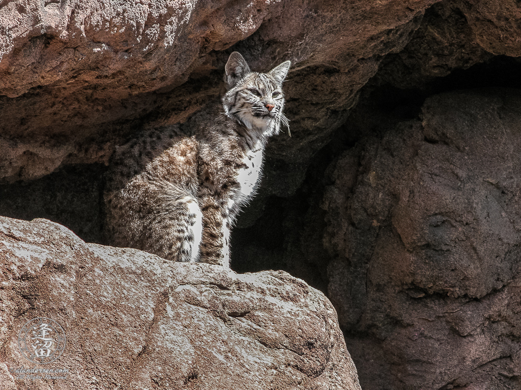 Bobcat (Lynx rufus) sitting in bright sunlight on rock ledge.