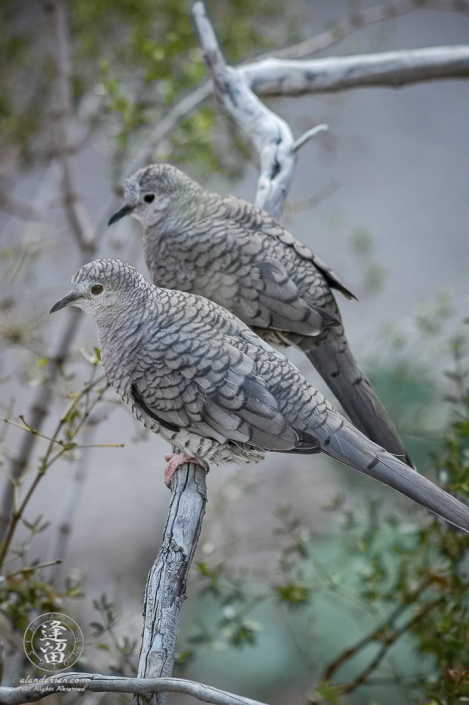 Pair of Inca doves (Columbina inca) sitting on a creosote branch.