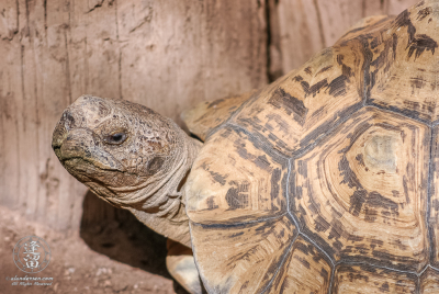 Leopard Tortoise (Stigmochelys pardalis) at Reid Park Zoo in Tucson, Arizona.