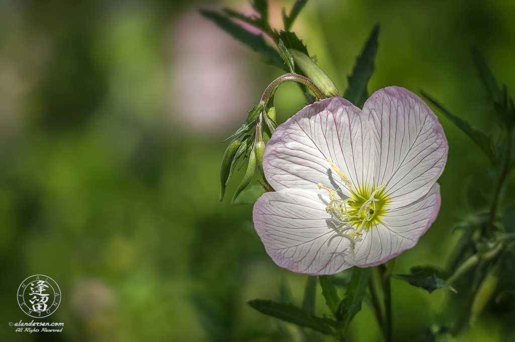 Closeup of Oenothera speciosa flower sunlit against green background.