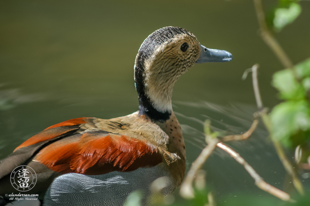 Ringed Teal (Callonetta leucophrys) duck swimming in pond at Reid Park Zoo in Tucson, Arizona.