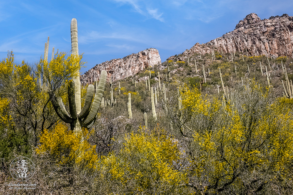 Desert landscape image of Saguaros, Palo Verdes, and cliffs in Sabino Canyon, Tucson, Arizona.